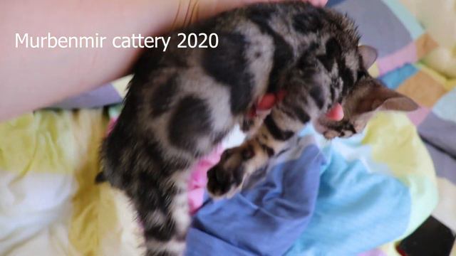 AVAILABLE BENGALI FEMALE VICTORIA MURBENMIR смотреть онлайн