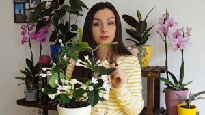 How to get Madagascar Jasmine to bloom | Stefanotis FULL CARE GUIDE + UPDATE