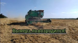Уборка 2023! Ячмень "вымерзший"