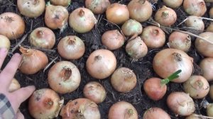 Выращивание лука на зелень в теплице. Лук "спит".