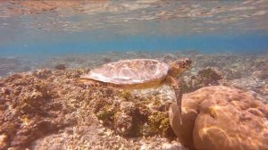 Oblu Nature Helengeli, Maldives House reef 2020