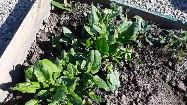 Посадила кабачки и настурцию. Эксперименты Иры. смотреть онлайн