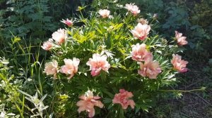 Ито пион Джулия Роуз