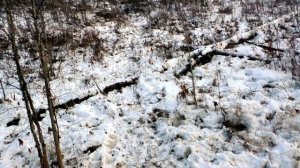 Ходовая охота на кабана  Шесть советов начинающим охотникам. Делай так и всегда будешь с трофеем.