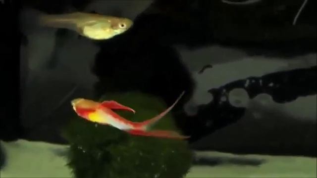 Gupike (guppy fish) смотреть онлайн