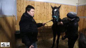 отъем жеребят  Часть 2