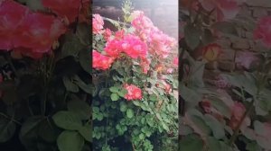 Роза Акрополис, Роза Декор Арлекин, Ставропольский край розам по 2 года