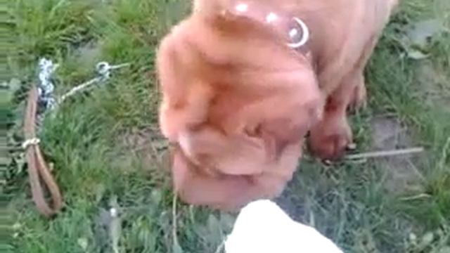 Шарпей ест морожено смотреть онлайн