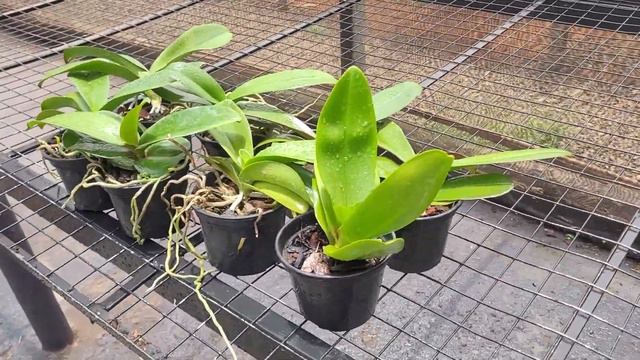 kit 8 Orquídeas Phalaenopsis Adultas Direto do Produtor смотреть онлайн