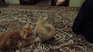 Котята породы майкун