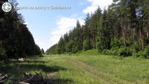 Охота в Краснодарском крае – Ленинградская РО ККОООР охота на вальдшнепа в Краснодарском крае