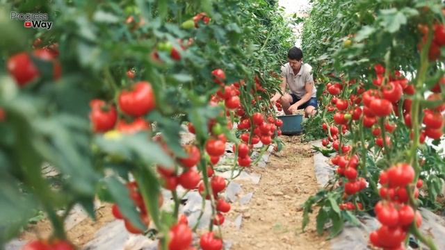 2 КАПЛИ И ТОМАТОВ НАРОСТАЕТ ТОННА смотреть онлайн