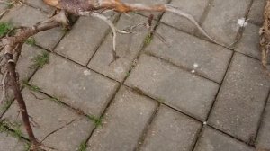 Акваскейп часть 2 Заготовка коряг