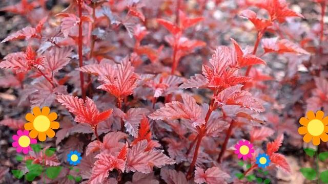 Пузыреплодник калинолистный Lady in Red. Краткий обзор, описание характеристик, где купить саженцы смотреть онлайн