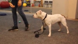 Как правильно общаться с собакой