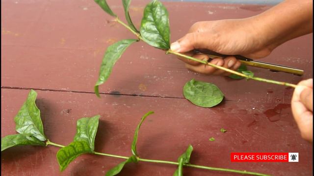 HOW TO GROW JASMINE PLANT FROM CUTTINGS | കമ്പ് മുറിച്ചു മുല്ല ചെടി നട്ടു വളർത്താം #jasmine смотреть онлайн