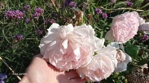 #сад #роза Зе Веджвуд Роуз 23 сентября  The Wedgwood Rose  Austin, 2009 Английские розы