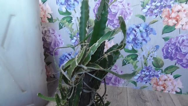 Питахайя/Момордика.Экзоты смотреть онлайн