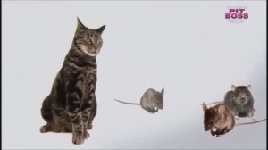 Порода кошек Американская короткошерстная