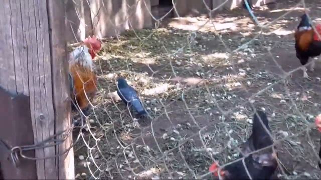 Голубь против петуха смотреть онлайн