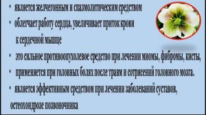 МОРОЗНИК КАВКАЗСКИЙ