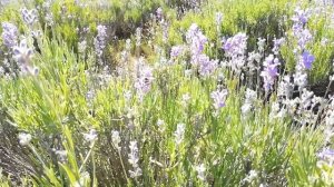 Крым. Алушта. Лавандовое поле под Парагильменом