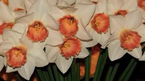 Narcissus Accent