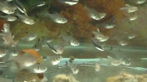 Аквариумные рыбки: керри, расбора, орнатус чёрноплавниковый и белоплавниковый.