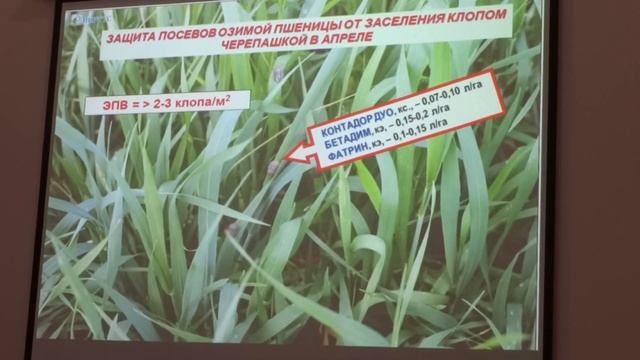 Вредители озимой пшеницы в весенне летний период жужелица, клоп черепашка, трипсы, жук кузька