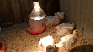 СТРАННАЯ БОЛЕЗНЬ БРОЙЛЕРОВ И КАК МЫ ИЗБАВИЛИСЬ ОТ РАСКЛЕВА ЯИЦ