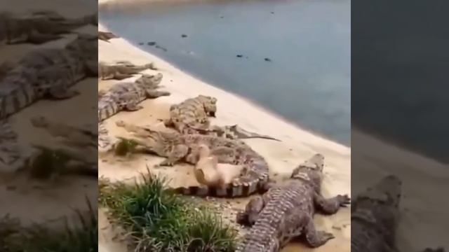 Смелая утка смотреть онлайн