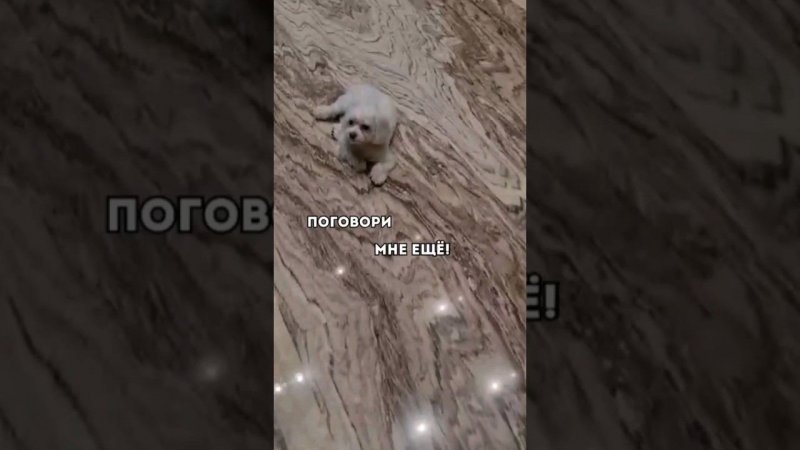 ПОГОВОРИ МНЕ ЕЩЕ#собакаулыбака #собакиулыбаки #собачники #собаки