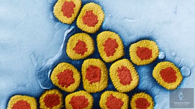 Вирусы человека под электронным микроскопом смотреть онлайн