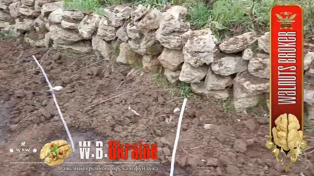 На 20 соток нужно 80 саженцев ореха Кочерженко. Walnuts Broker