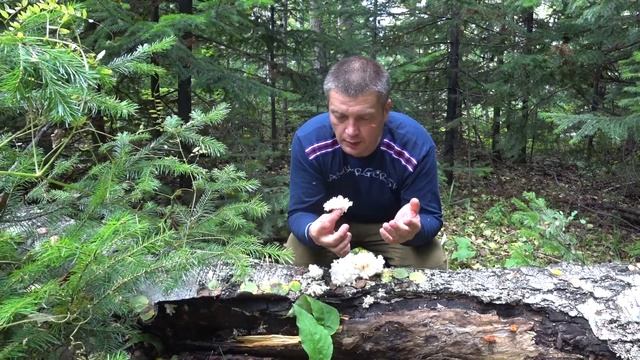 Лесная кухня!! Ежовик коралловидный, съедобен??? вот он какой!!!