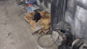 БЕШЕНСТВО!!!ЗАШЕЛ ПРОВЕРИТЬ КОТА,БРОСИЛСЯ НА САПОГ!!!#бешенство #животные #болезни