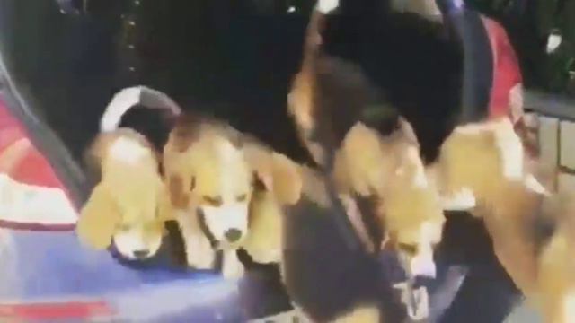 try not to laugh animals , СМЕШНЫЕ ЖИВОТНЫЕ 2019 #animalsvine #Funnycuteanimals смотреть онлайн