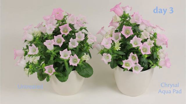 Shelf life test Chrysal Aqua Pad Campanula смотреть онлайн