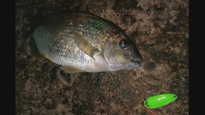 Утренняя рыбалка на Чёрном море. Рокфишинг. Ласкирь, скорпена