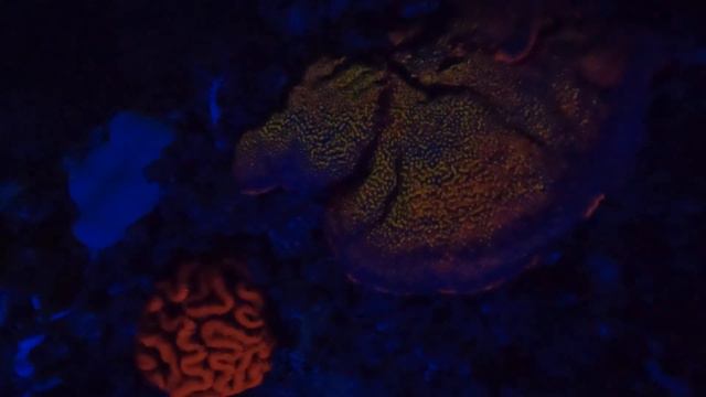 Коралловые Рифы 🪸Как кораллы участвуют в формировании удивительных рифов? 🦑🐠4K🎥👍