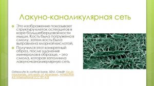 Костная ткань Остеоцит