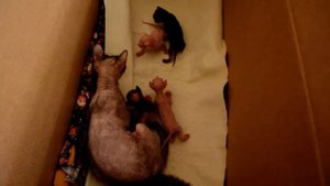 Котята 2 недели