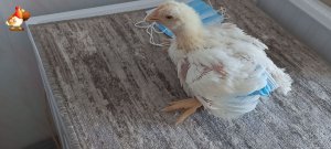 Памперс курам как одеть маску на примере бройлера