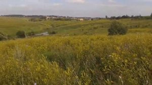 Река Осетр. Тульская область, Веневский район. 12.07.2016