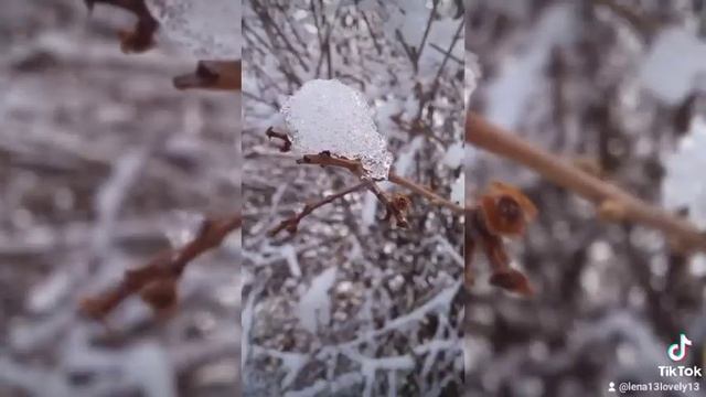 Выгул йорка зимой. Одежда для йорка. Йорк зимой. Йоркширский терьер зимняя одежда. Dogvlog. Dogvide смотреть онлайн