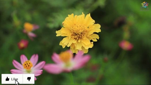 canon ef 35mm f1.4 best bokeh смотреть онлайн