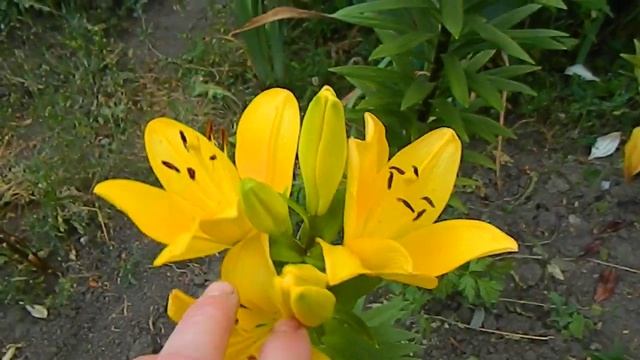 Лилия Эль Диво, ЛА-гибрид. смотреть онлайн