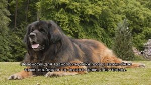 Холка у собаки: где находится и как измерять ее