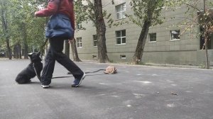 Старательный шипперке учится быть послушным