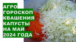 Агрогороскоп квашения капусты на май 2024 года Agrogoroscope of sauerkraut for May 2024